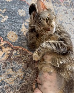 Miami Animal Rescue on Reels