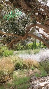 1K views · 96 reactions | The beautiful old olive tree and the nature of #Batroun By Travelling Lebanon - Nidal Majdalani #Nature #Hiking #Exploring #Travel #Destination #MyLebanon #AmazingLebanon #LiveLoveLebanon #DiscoverLebanon #ExploreLebanon #ProudLebanese #LebaneseAmericans #Lebanon #Lebanese #AmericansLebanese | Lebanese Americans | Facebook