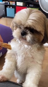1.9K views · 386 reactions | My child is so grumpy  | My shih tzu | Facebook