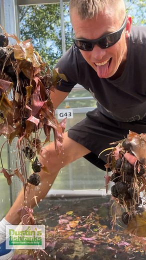 Pulling RED TIGER LOTUS from one of our basins! This is a badass plant! I love the big red leaves and the unique shape of the plant. The Red Tiger Lotus is from west Africa and just looks great as a contrast in you planted aquarium tank. Shop Now! TANK ON! 👇👇👇👇👇 https://dustinsfishtanks.com/products/red-tiger-lotus #redtigerlotus #lotus #tigerlotus #dustinsfishtanks #tankon #aquarium #aquariums #aquascape #aquascaping #aquariumplants #scape #aquariumhobby #fishtank #freshwateraquarium #plan