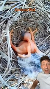 2.9K views · 28 reactions | Creature of the day: The Cuckoo Bird...