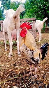 1.9K views | rooster crowing different sounds compilation. chicken crowing sounds effects #chicken​ #rooster​ #roosterfarm​ #roostersound​ #roostercrowing​ #roostersound​ #birdsounds | Wild BIRDS | Facebook