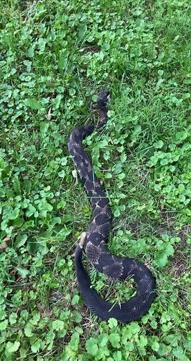 Branden Schmeltz on TikTok