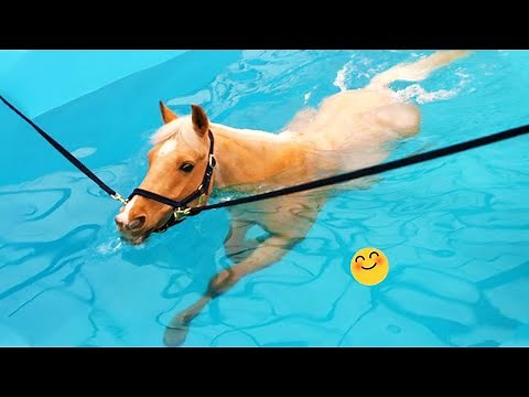Best Funniest Horse 😹 - funny and cute Horse Videos Compilation Made your day with #3