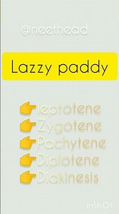 stages of prophase 1 of meiosis!!!👀🔥