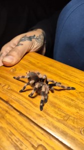 79 reactions · 4 comments | Liefde 﫴✨️ #brazilian #brazilianblackandwhite #blackandwhitetarantula #nhandu #nhanducoloratovillosus #coloratovillosus #bombardier #bombardiertarantula #tarantula #tarantulalove #tarantulas #tarantulasofinstagram #tarantulakeeper #arachnid #arachnids #arachnida #spider #spiderverse #spiders #spidersofinstagram #spidersoftheworld #beautiful #beauty #appreciation #reelitfeelit #instagood #love #kindness | Yolandé Vd Merwe | Facebook