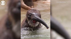4.4K views · 149 reactions | JUST KEEP SWIMMING: Travis the baby Asian elephant went swimming for the first time at the Fort Worth Zoo in Texas recently. The zoo said the elephant calf received a swimming lesson to make sure he could stay afloat before jumping in the deep 400,000-gallon "river" in the elephant habitat. | azfamily 3TV CBS 5 | Facebook