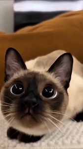 225K views · 19K reactions | Let the day begin with a dose of cuteness  #siameselove#cattherapy#blueeyes#catlovers#meow#siameselove | Siamese Cat Lovers | Facebook