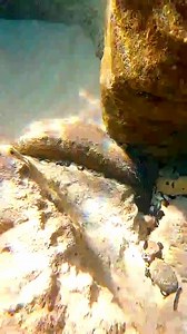 Cleaning the ocean trash and sees beautiful sea creatures #reelsfb #freediving #diversion #ocean #foryou #fyp #sea | Ocean Explorer