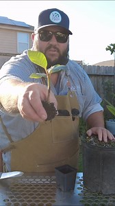 2.4K views · 190 reactions | Transplanting Plumeria Seedlings! | Texas Garden Guy | Facebook