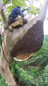 38K views · 189 reactions | How to get honey from tall trees | Julia Simoura | Facebook