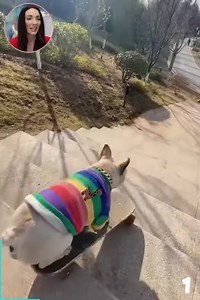 1.2K views | Talented French Bulldog Has Some Incredible Skateboarding Skills | PUP National Service Training Program - NSTP | Facebook