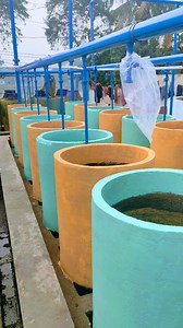 2.3K views | Colouring fish Egg hatching jar #tank #fishfarm | Fish Info | Facebook