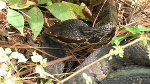 1.8K views · 85 reactions | Combat for a Pregnant Female… An...