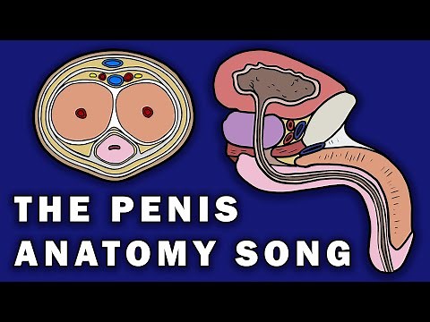 THE PENIS ANATOMY SONG