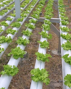 365K views · 5.4K reactions | Gelar Sarjana Tak Sia-Sia! Petani Hidroponik Ini Raup Cuan dari Sayuran | Agrotek | Facebook