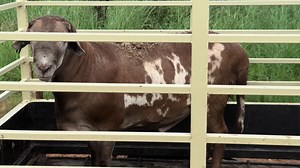 #maschmeatmasters #meatmasterram