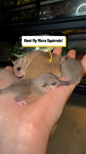 Great, now I need to get a Micro Squirrel 😭🥺 | Lovimals
