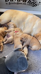 49K views · 30K reactions | Eating is hard work ☺️ #puppies #cutepuppies #blacklab #yellowlab #chocolatelab #adorable #naturallyreared #rawfed #englishlabs #dogs #dogsofinsta #talesofalab #worldoflabs ##ilovedogs #dogsrule #feedrealfood #healthydogs | Chalk Pond Retrievers | Facebook