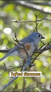 3.5K views · 124 reactions | Bird sounds_Tufted titmouse #reels...