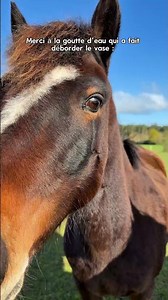 le meilleur pour lui 🩷 #horse #pourtoi #equestrian