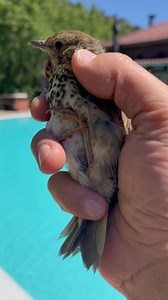 Montanema Handmade Village on Reels