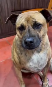 1K views · 12 reactions | Kila binadamu ana mambo yake #fypchallenge #trendingvideo #doglover #doglife #dogsofinsta #dog | Celebrities daily news | Facebook