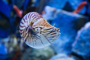 Animal Sex: How Nautiluses Do It