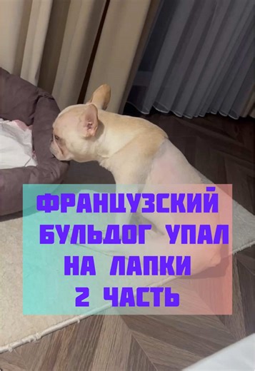 Французские бульдоги: Помощь животным