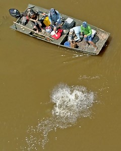In this episode of BlacktipH, I travel to Texas to go sight fishing for the largest gar species in the world, the alligator gar. These fish are prehistoric and have been around since the dinosaurs! Kyle aka “The Fish Whisperer,” Henry Martin from Catching Dinosaurs, and I went searching on a river for a monster 200lb alligator gar. I used a drone to help search for these giant fish on the surface. Immediately, we spotted a giant garfish swimming twenty feet from the bank. We pitched a filet of c