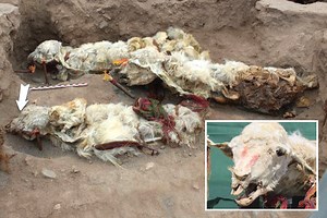 Llama mummies buried alive in Incan sacrifice found preserved after 500 years