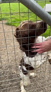 3.8K views · 324 reactions | UPDATE SYDNEY IS RESERVED Sydney loving the rubs. Sydney is available for adoption. | Limerick Animal Welfare | Facebook