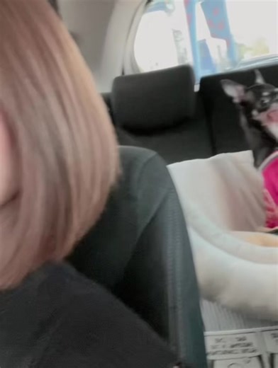 หนูชื่อมดตะนอยก๊ะ😍#ชิวาว่า #ชิวาวาขนสั้น #หมาน่ารัก #ชิวาวาน่ารัก