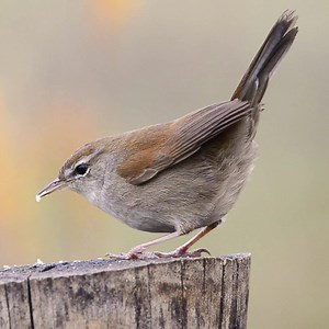 Named after 18th century zoologist Francesco Cetti, the Cetti's warbler is a medium-sized warbler of willow scrub, marshes and nettlebeds. It can be very difficult to spot, but you may well hear it singing loudly from the cover of dense bushes. They're also recent arrivals to our shores: Cetti's warblers were first recorded in this country in 1961, and first bred here in 1973. Learn more: https://www.bbowt.org.uk/wildlife-explorer/birds/tits-crests-and-warblers/cettis-warbler | Berks, Bucks and 