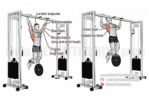 Weighted pull-up exercise instructions and video | WeightTraining.guide