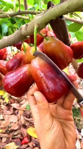 72K views · 1K reactions | ஆபத்தான பழங்கள் #factsintamil #reels #amazingfacts #facts #tamilgalattanews | Tamil Galatta 24/7 | Facebook