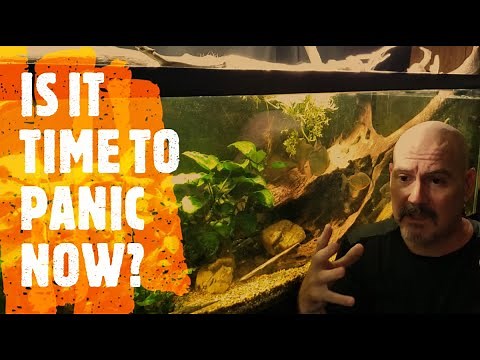 Fish Flashing In Your Aquarium; Should You Be Concerned?