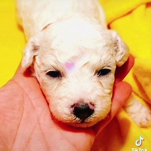 59 reactions | #baby #bichon #bichonfrise | Bichon Frise Peru | Facebook