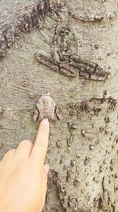 1.1K views · 16 reactions | Did you catch it? That flash of broody...