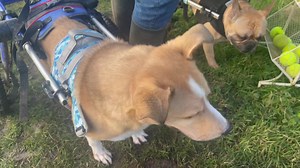 FOOD & WASHING POWDER NEEDED PLEASE HELP - AMAZON WISHLIST https://www.amazon.co.uk/hz/wishlist/ls/32N5Q4DVM0ATV?ref_=wl_share Hello from us this Stormy Sunday , we are behind on so many things having had a whirlwind of a week . So please bear with us updates on all the new intakes , progress reports on the ones with diagnosis in their recovery plans also incoming soon. Whilst i remember to thank the lady who collected these tennis balls - THANKS ! our paddock play sessions are really so lack lu