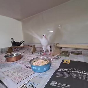 🐦 Our juvenile pigeon that sustained a nasty wound to his side a few weeks ago has done a lot of growing. 🐦🐦He was recently joined by a friend of similar age, who just finished his quarantine. 🫶🐣 As you can see, he's still acting like a big baby, which most hand reared pigeons tend to do. The aim is for his friend to help 'wild' him up. 🎥 This video was taken just after they were put into their enclosure together to observe their behaviour. 🌳 In a few weeks' time, they will move to an out