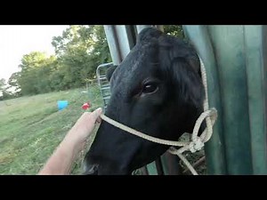 Drooling Cow
