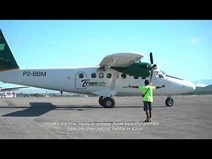 Pig-nosed 'Piku' Turtle Release 2020