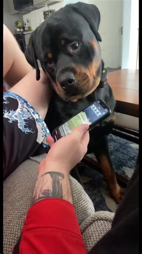 Why are they snitching #rottweiler #rottweilersofinstagram #rottweilerpuppy #rottweilers #rottweilerfans #rottweilerlove #rottweilerofinstagram #rottweilerclub #rottweilerlovers #rottweilerworld #rottweilerlover #rottweilerpuppies #rottweilermix #rottweilerdog #rottweilerlife #rottweilersofig #rottweilerbreed #rottweilerland #rottweilersofficial #rottweilertales #rottweilerfan #rottweileroftheday #rottweilerfamily #rottweilerpup #rottweilervideos #rottweilersofinsta #rottweilerofinsta #rottweile