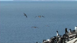 King Cormorant Landing 库存影片视频（100% 免版税）121489 | Shutterstock