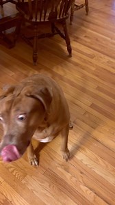 74K views · 5.6K reactions | Belle drawings! She is an excellent muse. #bellebows #drawing | Bellebows | Facebook