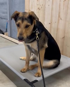 Harley working on longevity of her place command. Nice job Harley! #mdk9boarding #masondixonk9 #mdk9training #localdogtrainer #marylanddogtrainer #dogboardandtrain #mdk9 #boardandtrain #dogtrainer #balancedtrainer | Mason Dixon K9