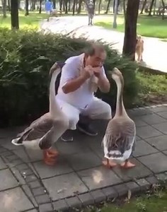 33K views · 1.2K reactions | LespagesdeJade on Reels | Facebook