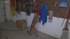 This Phoenix business lets you hire drug-sniffing dogs