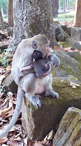 4.7K views · 118 reactions | So pity baby monkey Bessie got reject and remove hand from hug for get warm and safe from mom.#pennstate #backyardchickens #GroupMembers #nature #adventure #naturephotography #DogRehoming #REHOMINGPETS #petsupplies #PetRehoming | Newly Monkey Reel | Facebook